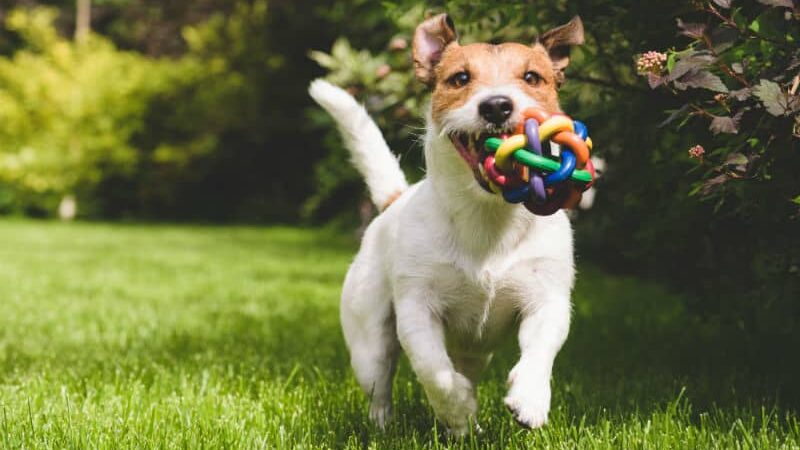 7 Brinquedos Que Ajudam a Reduzir a Ansiedade dos Cães e Melhoram o Bem-Estar do Pet