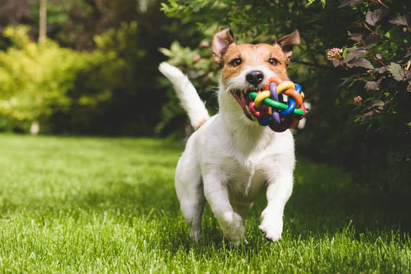 7 Brinquedos Que Ajudam a Reduzir a Ansiedade dos Cães e Melhoram o Bem-Estar do Pet